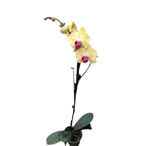 Planta de orquidea amarilla