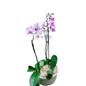 Planta de orquídea bicolor