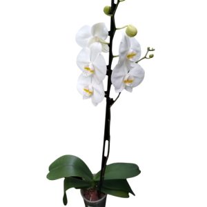 Planta de orquídea blanca