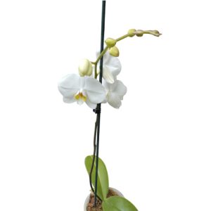 Planta de orquídea blanca