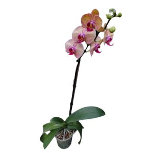 Planta de orquídea color naranja