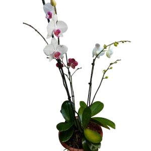 Planta de orquídea multicolor